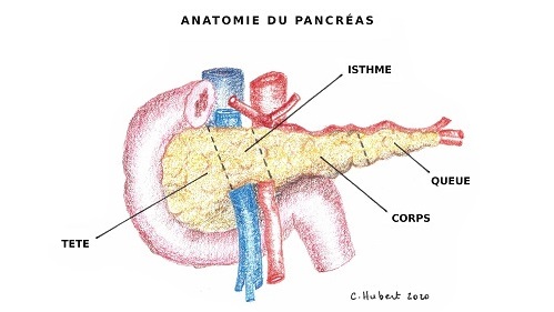 Anatomie du pancréas - IRA II