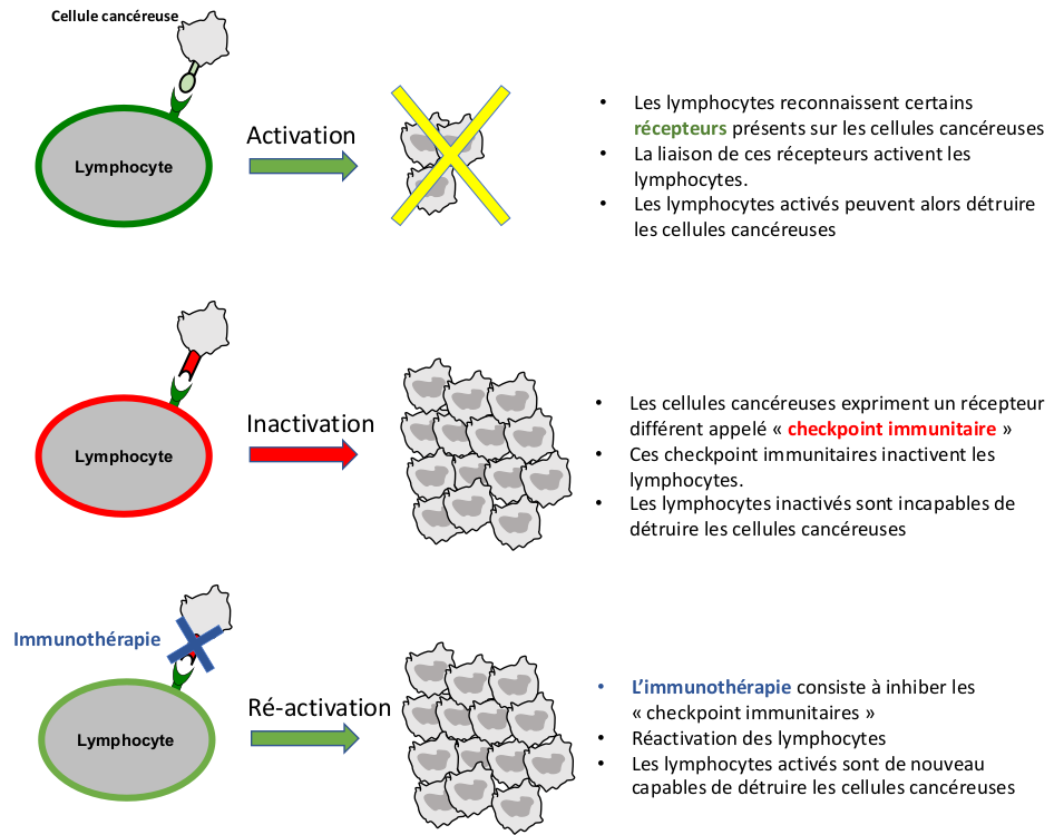 IRA II  : Cancer du rein : Mécanisme d’action de l’immunothérapie