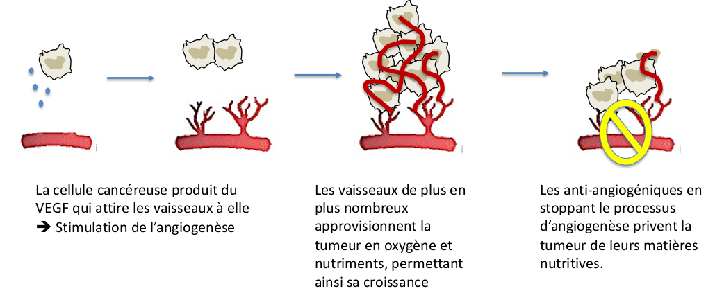 IRA II  : Cancer du rein : Mécanisme d’action des agents anti-angiogéniques