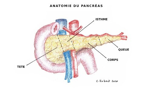 Anatomie du Pancreas CH_DS redim 500X327_0.jpg