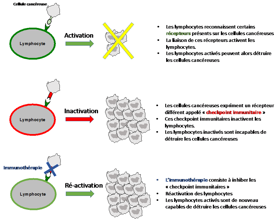 Mécanisme d’action de l’immunothérapie_0.png