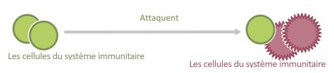 Le système immunitaire 
